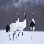 北海道旅行のおすすめ!釧路湿原のカヌーでタンチョウ観察。ワシやシカに会えました。