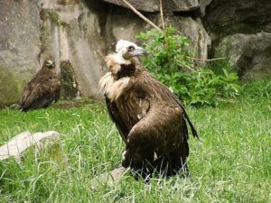 鳥の雑学 ハゲワシ ハゲタカ ハゲた鳥の種類と魅力 ハゲの利点を解説 ケモノみち 獣医による動物ブログ