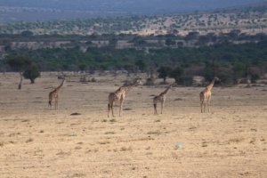 【ケニア】マサイマラ国立公園でサファリツアー!見られた動物や格安現地ツアー情報をご紹介。