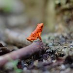 【獣医が解説】史上最大の危機、カエルの大量絶滅とカエルツボカビ症
