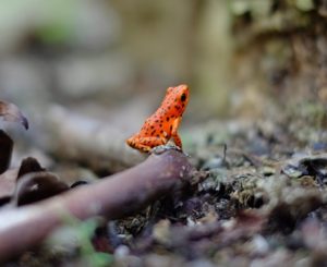 【獣医が解説】史上最大の危機、カエルの大量絶滅とカエルツボカビ症