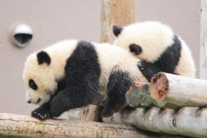 【中国】動物園でパンダが見よう。！本場、成都パンダ繁殖研究基地で赤ちゃんパンダを堪能。