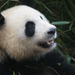 【中国】動物園でパンダが見よう。！本場、成都パンダ繁殖研究基地で赤ちゃんパンダを堪能。