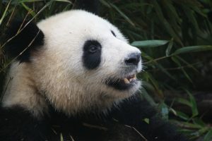 ジャイアントパンダは2種類いる!茶色の「qinling panda」秦嶺亜種とは?