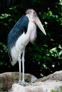 鳥の雑学 ハゲワシ ハゲタカ ハゲた鳥の種類と魅力 ハゲの利点を解説 ケモノみち 獣医による動物ブログ