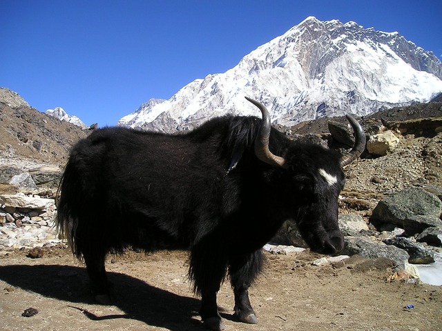 【東チベット】チベットでヤクが見たい！リタンでヤクの放牧をのんびり観察。
