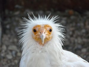 鳥の雑学 ハゲワシ ハゲタカ ハゲた鳥の種類と魅力 ハゲの利点を解説 ケモノみち 獣医による動物ブログ