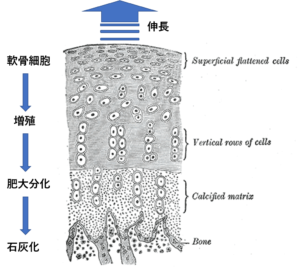 シカの角情報まとめ シカの角は骨なの どんな種類があるの ケモノみち 獣医による動物ブログ