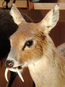 シカの角情報まとめ。シカの角は骨なの？どんな種類があるの？ | ケモノみち ｜獣医による動物ブログ。