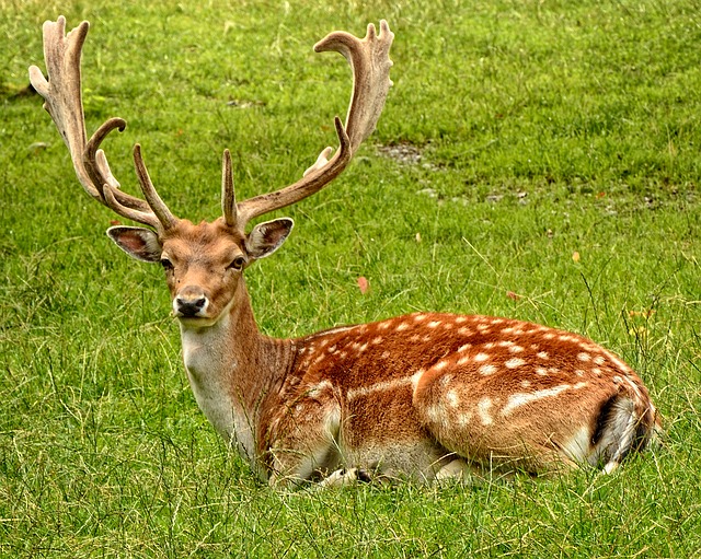 シカの角情報まとめ シカの角は骨なの どんな種類があるの ケモノみち 獣医による動物ブログ