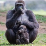 エボラウイルス病でゴリラやチンパンジーが激減しているって本当?! ワクチンはあるの?