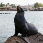 【リトルガラパゴス】ペルーはパラカス、バジェスタス島でアシカウォッチング!