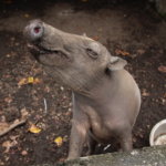 【インドネシア動物旅】スラウェシ島、タンココ自然保護区で動物探し！行き方や費用を完全解説！