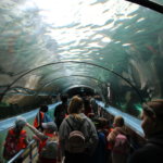 【世界に3ヶ所】SEA LIFE シドニー水族館で貴重なジュゴンを観察!