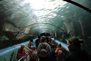 【世界に３ヶ所】SEA LIFE シドニー水族館で貴重なジュゴンを観察！