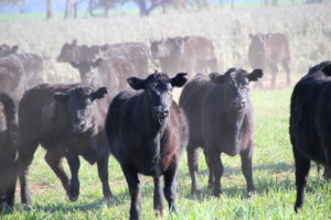 【体験記】オーストラリアの牧場で英語力UP！無料のファームステイのすすめ。