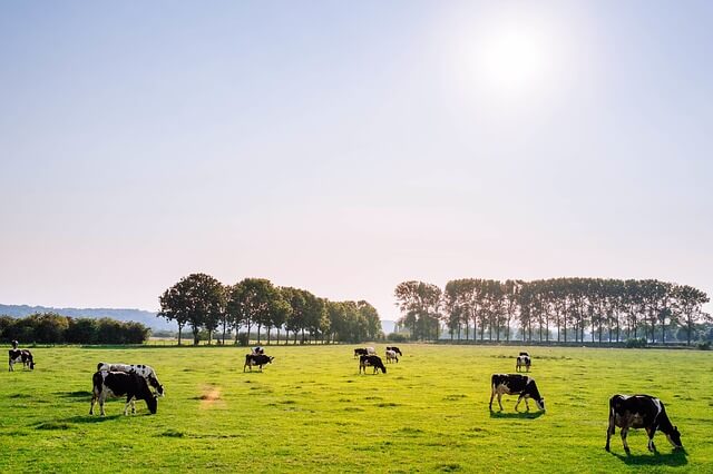 【ワーホリ】オーストラリアの牧場で働こう！畜産系のお仕事をゲットする方法まとめ
