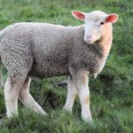 【潜入調査】オーストラリアの羊牧場の営みとは？仕事内容や羊産業を解説します！