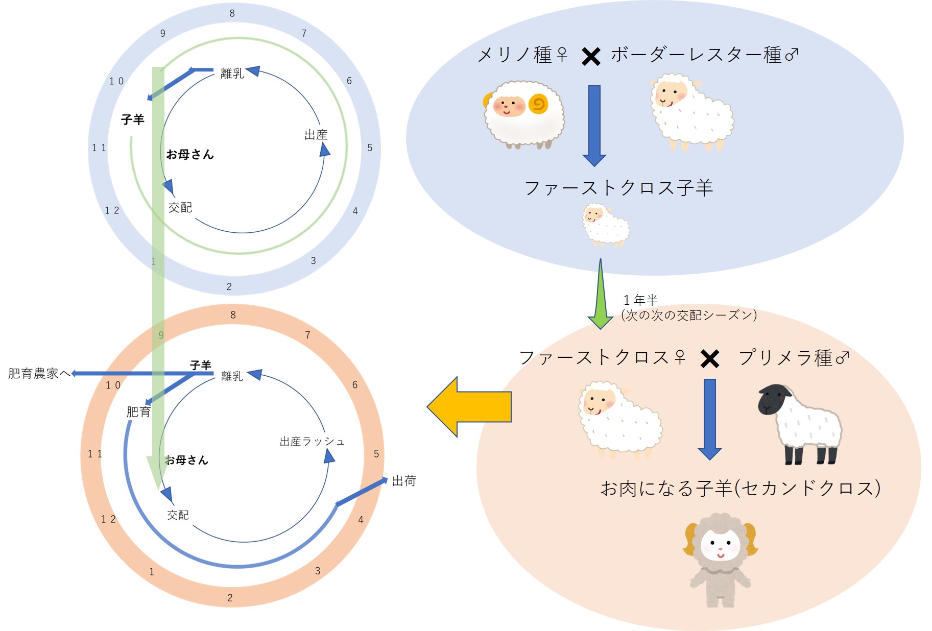 潜入調査 オーストラリアの羊牧場の営みとは 仕事内容や羊産業を解説します ケモノみち 獣医による動物ブログ