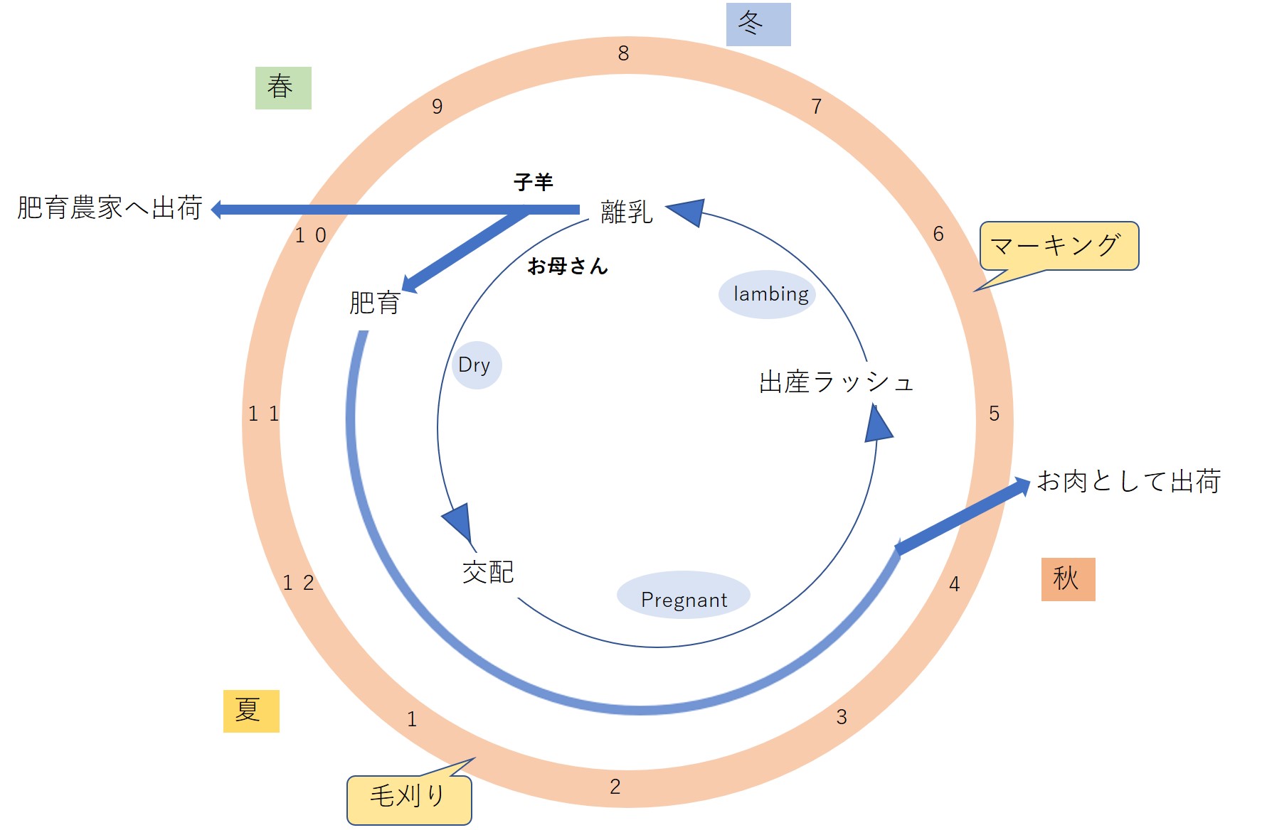 潜入調査 オーストラリアの羊牧場の営みとは 仕事内容や羊産業を解説します ケモノみち 獣医による動物ブログ