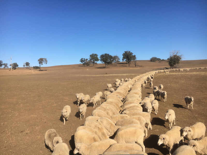 潜入調査 オーストラリアの羊牧場の営みとは 仕事内容や羊産業を解説します ケモノみち 獣医による動物ブログ