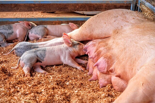 【畜産ワーホリ】豚で稼ぐ！オーストラリアの豚農場のお仕事とお給料をご紹介！